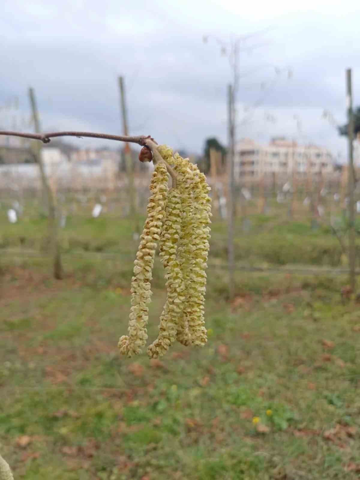 Fındıkta kozalak akarı verim kaybına yol açıyor