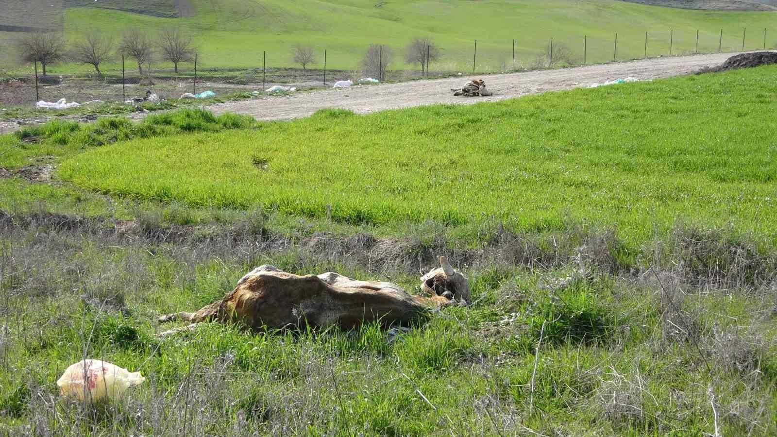 Baraj içerisine ve ulu orta atılan büyükbaş hayvan leşleri pes dedirtti