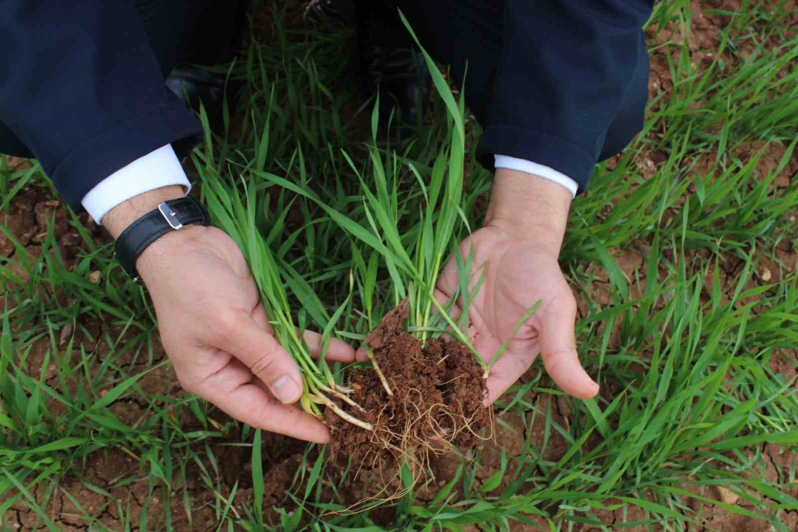 Siirt’te yağışlar yüzde 150 arttı, tarımsal hasıla beklentisi yükseldi