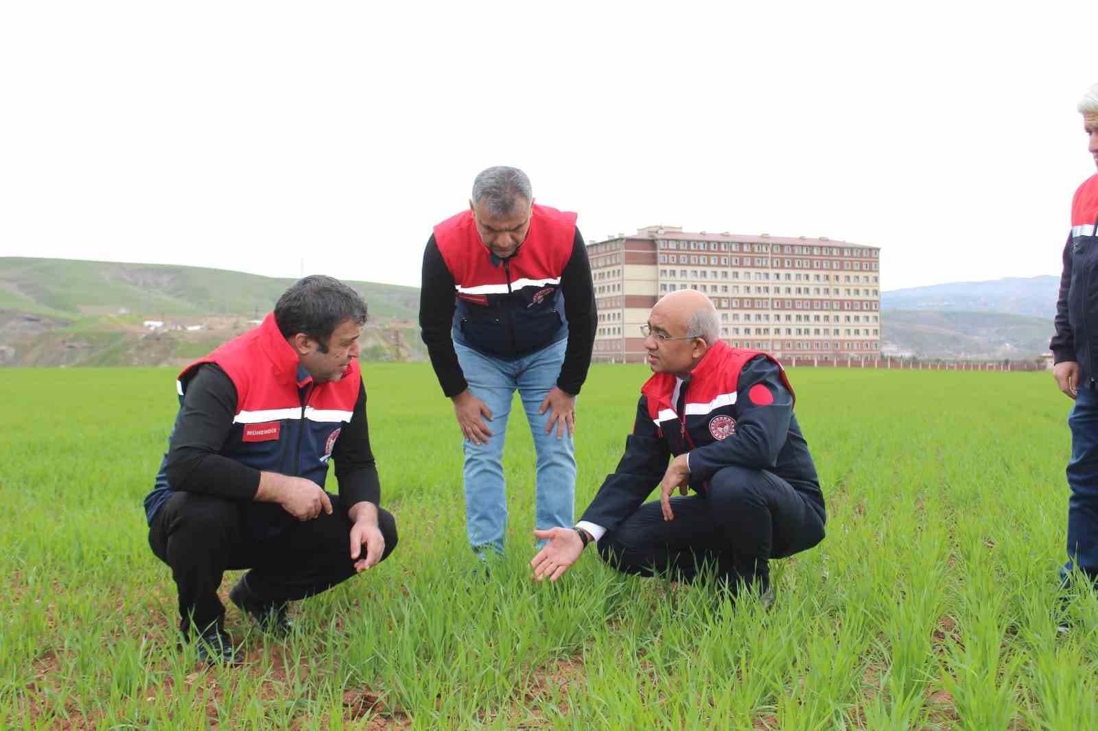Siirt’te yağışlar yüzde 150 arttı, tarımsal hasıla beklentisi yükseldi