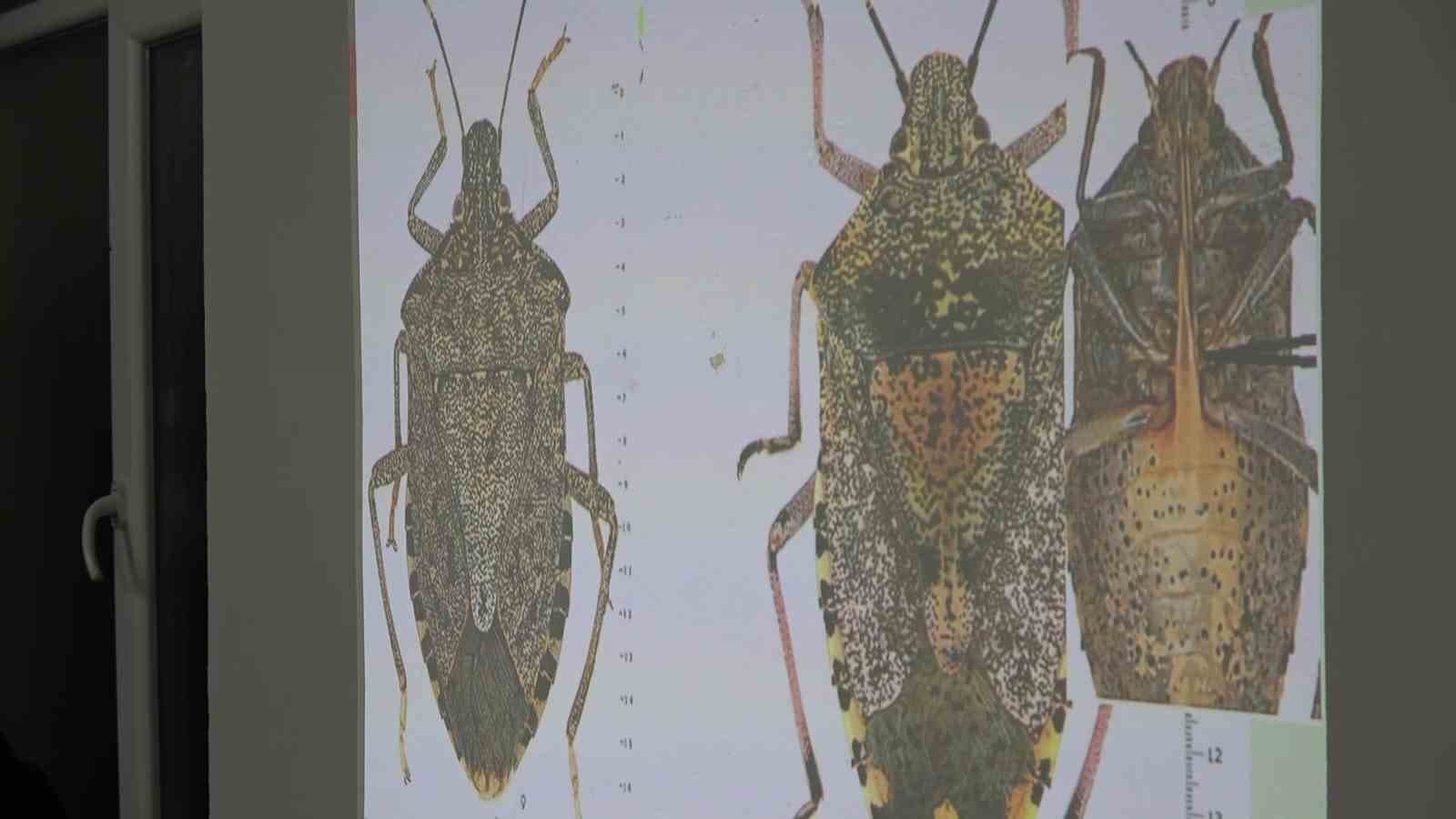 Uzmanı kahverengi kokarca için tarih verdi: "2030 yılından itibaren gündemden çıkmaya başlayacak"