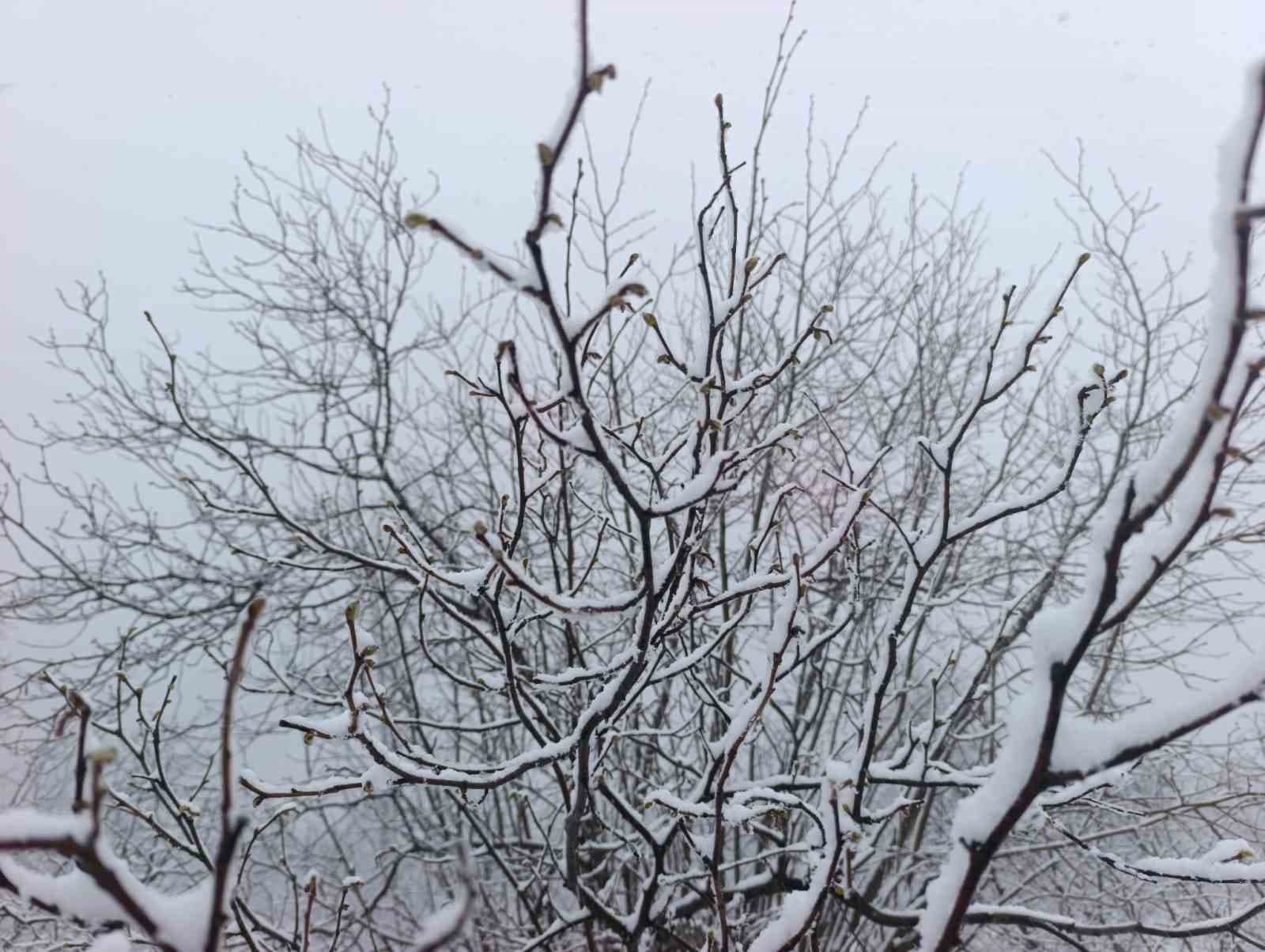 Kar altında kalan fındık bahçeleri, üreticileri tedirgin ediyor