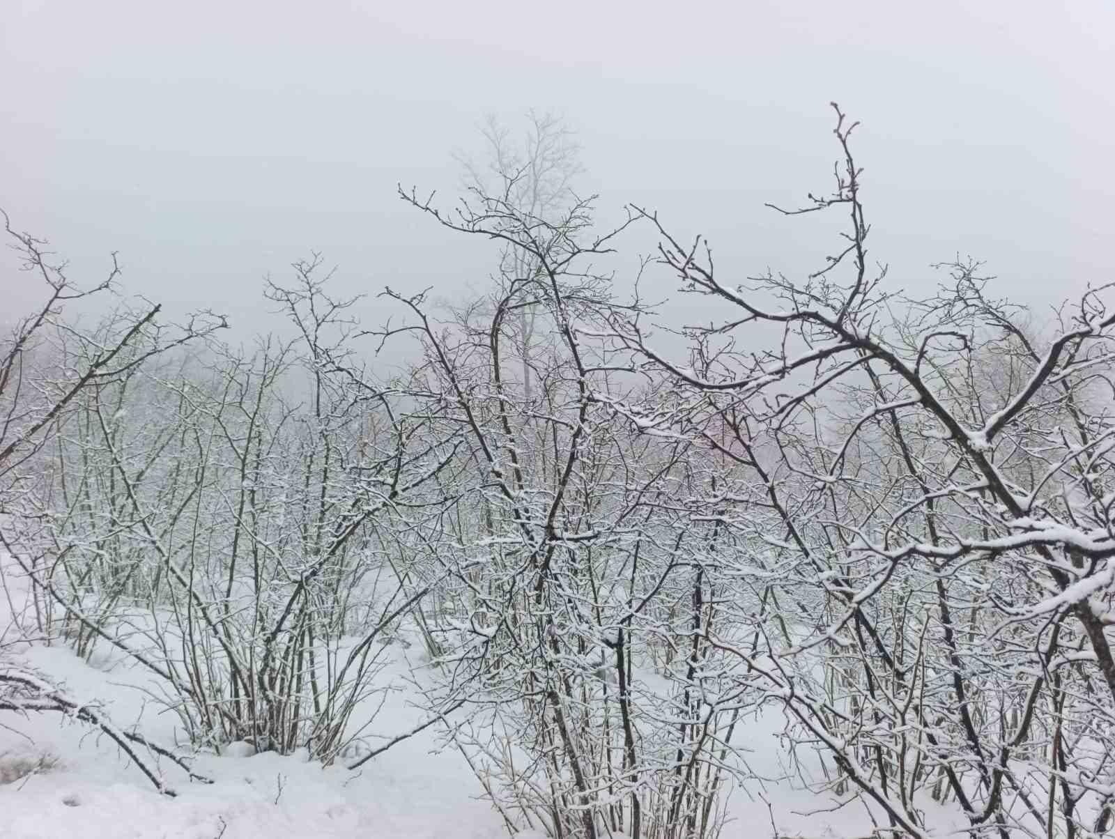 Kar altında kalan fındık bahçeleri, üreticileri tedirgin ediyor