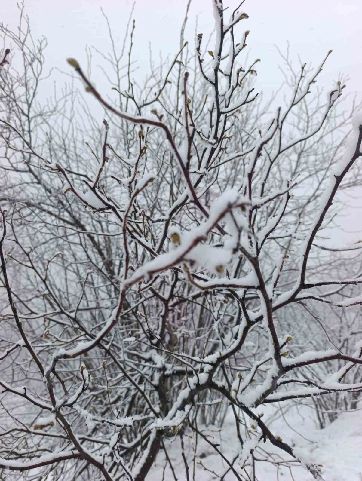 Kar altında kalan fındık bahçeleri, üreticileri tedirgin ediyor