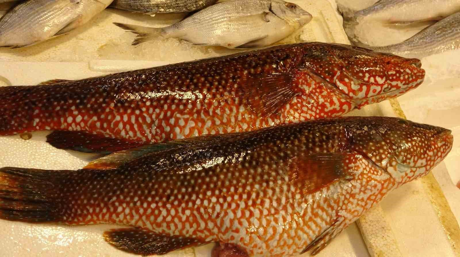 Hint Okyanusu’na özgü ‘portakal benekli lagos’ Mersin’de tezgaha çıktı