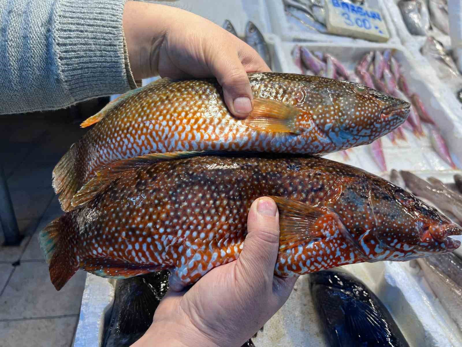 Hint Okyanusu’na özgü ‘portakal benekli lagos’ Mersin’de tezgaha çıktı