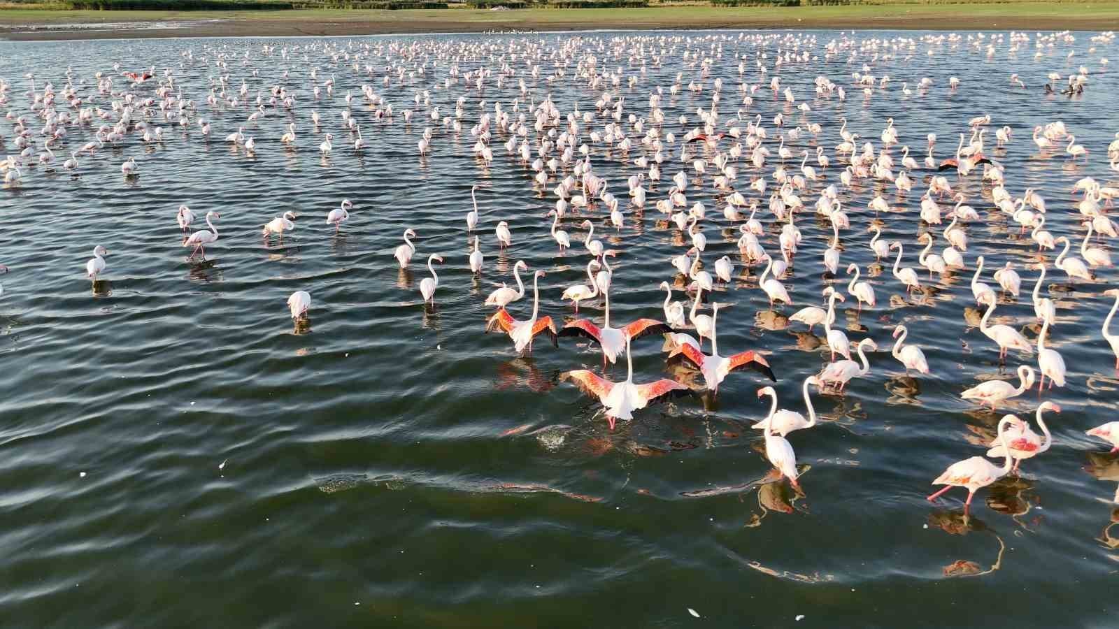 Niğde’deki Akkaya Barajı’nda flamingo şöleni başladı