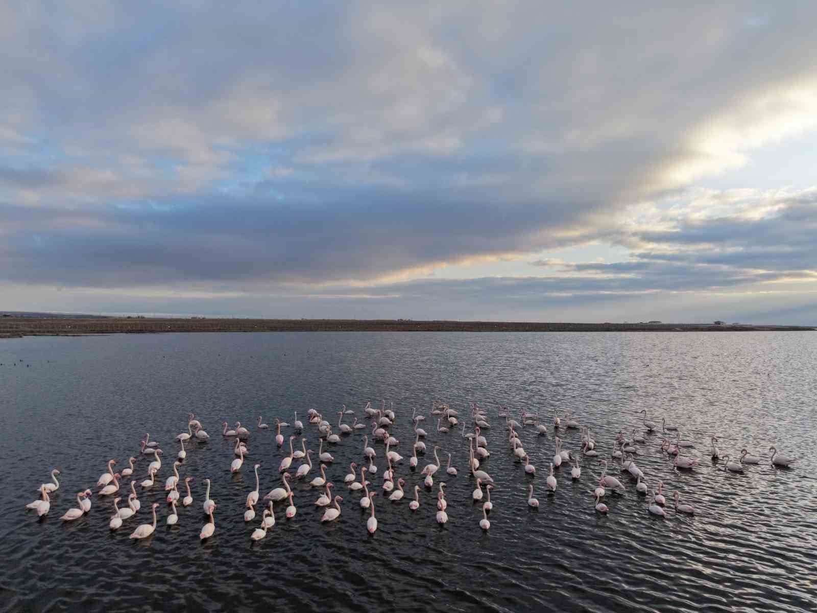 Niğde’deki Akkaya Barajı’nda flamingo şöleni başladı