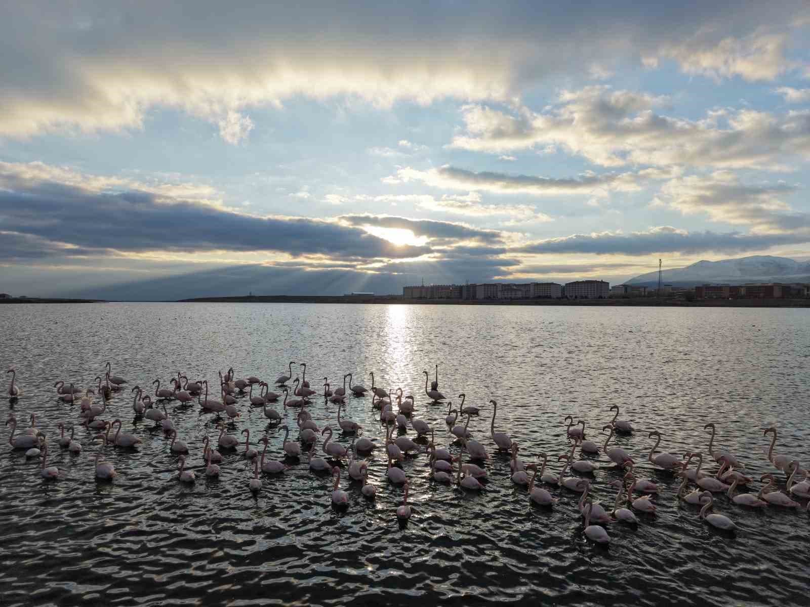 Niğde’deki Akkaya Barajı’nda flamingo şöleni başladı