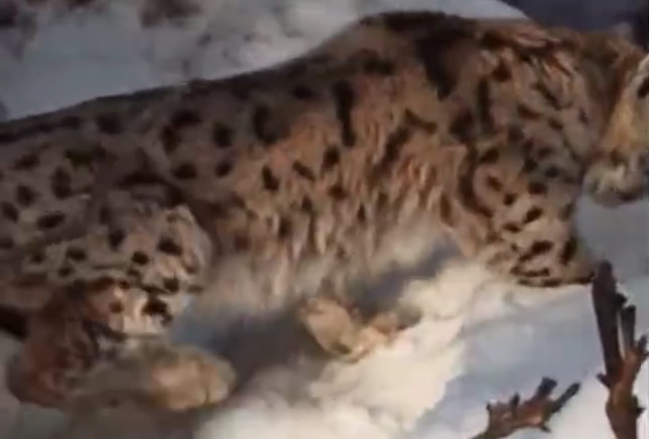 Yüksekova’da yerleşim alanına inen vaşak görüntülendi