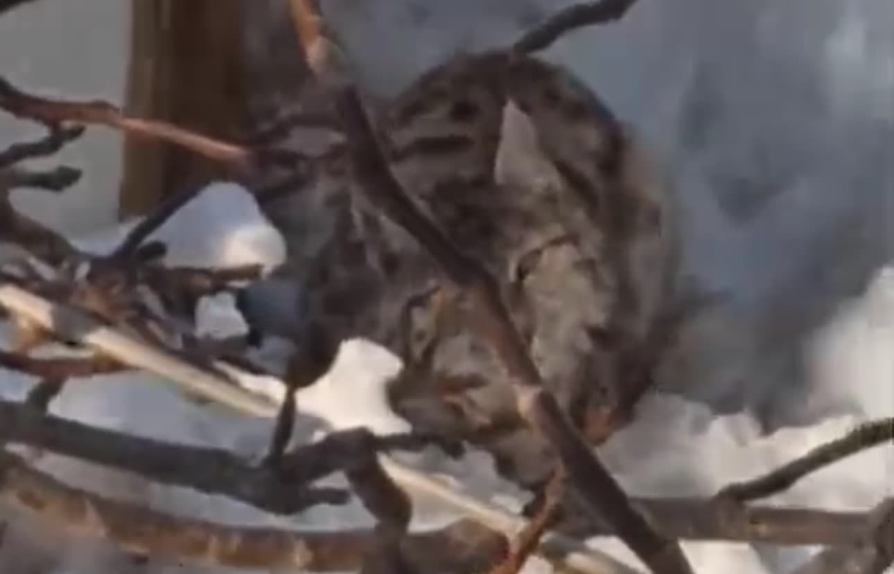 Yüksekova’da yerleşim alanına inen vaşak görüntülendi