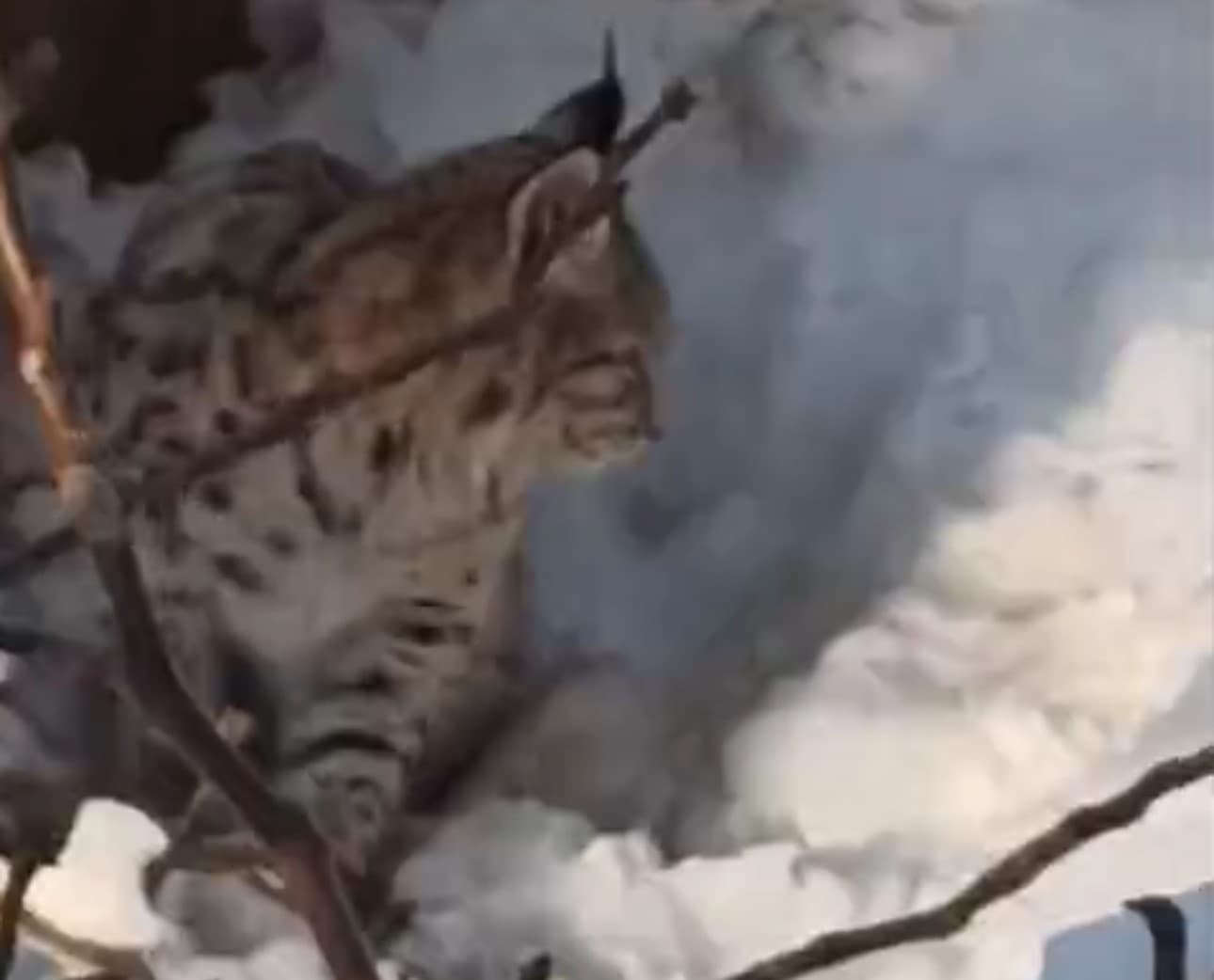 Yüksekova’da yerleşim alanına inen vaşak görüntülendi