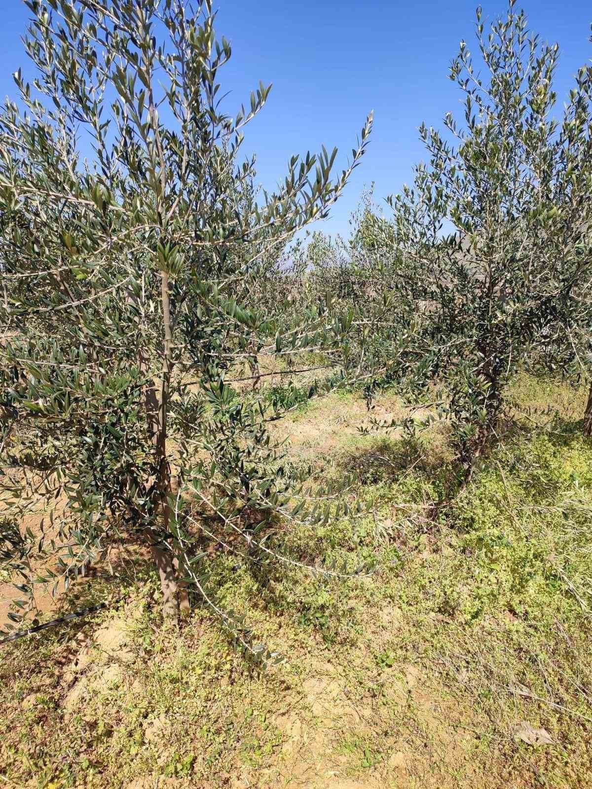 Sarıgöl’de ’bodur’ zeytin dönemi