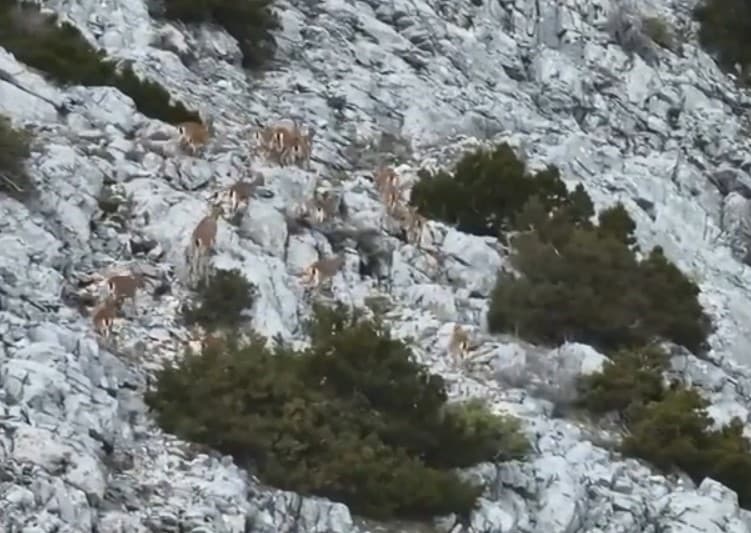 Muğla’da yaban keçileri termal kameralı drone ile görüntülendi