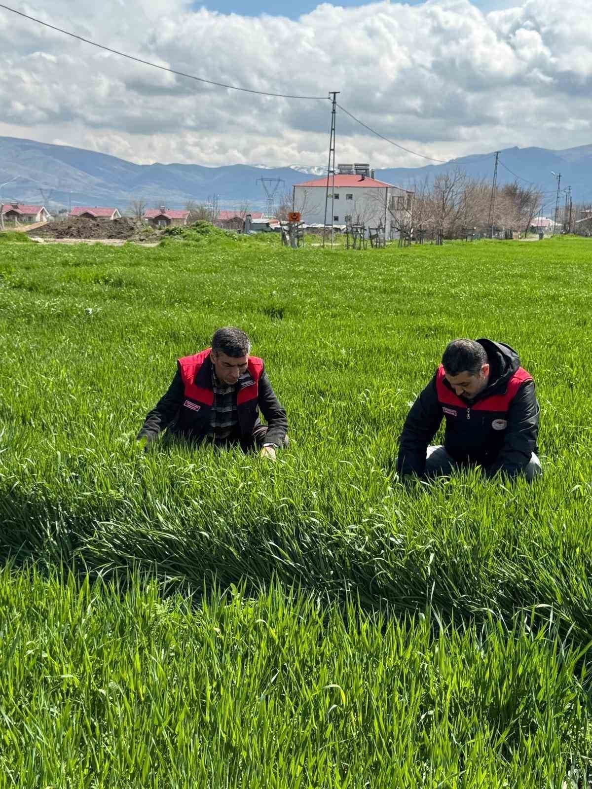 Elazığ’da hububat üreticilerine kök ve kök boğazı hastalık uyarısı