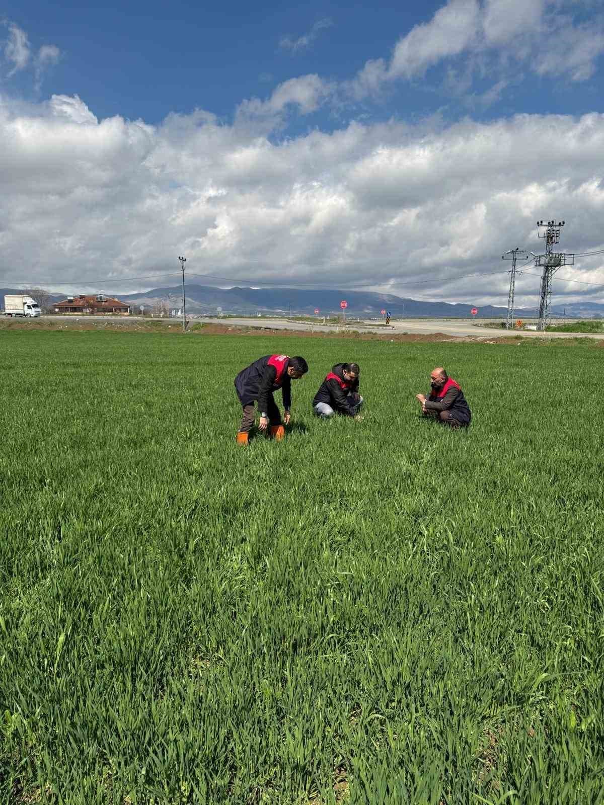 Elazığ’da hububat üreticilerine kök ve kök boğazı hastalık uyarısı