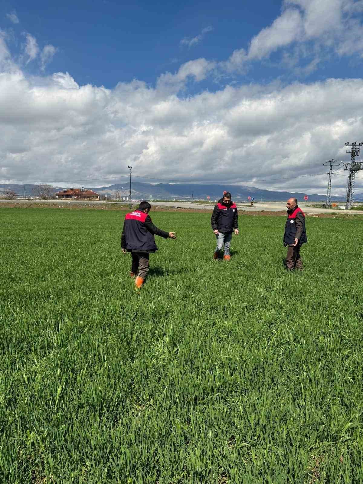 Elazığ’da hububat üreticilerine kök ve kök boğazı hastalık uyarısı