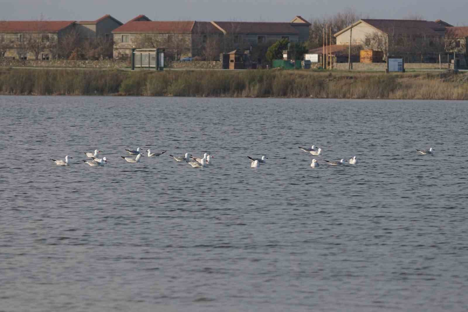 Türkiye’nin en büyük adası Gökçeada’da en büyük ada martısı kolonisi