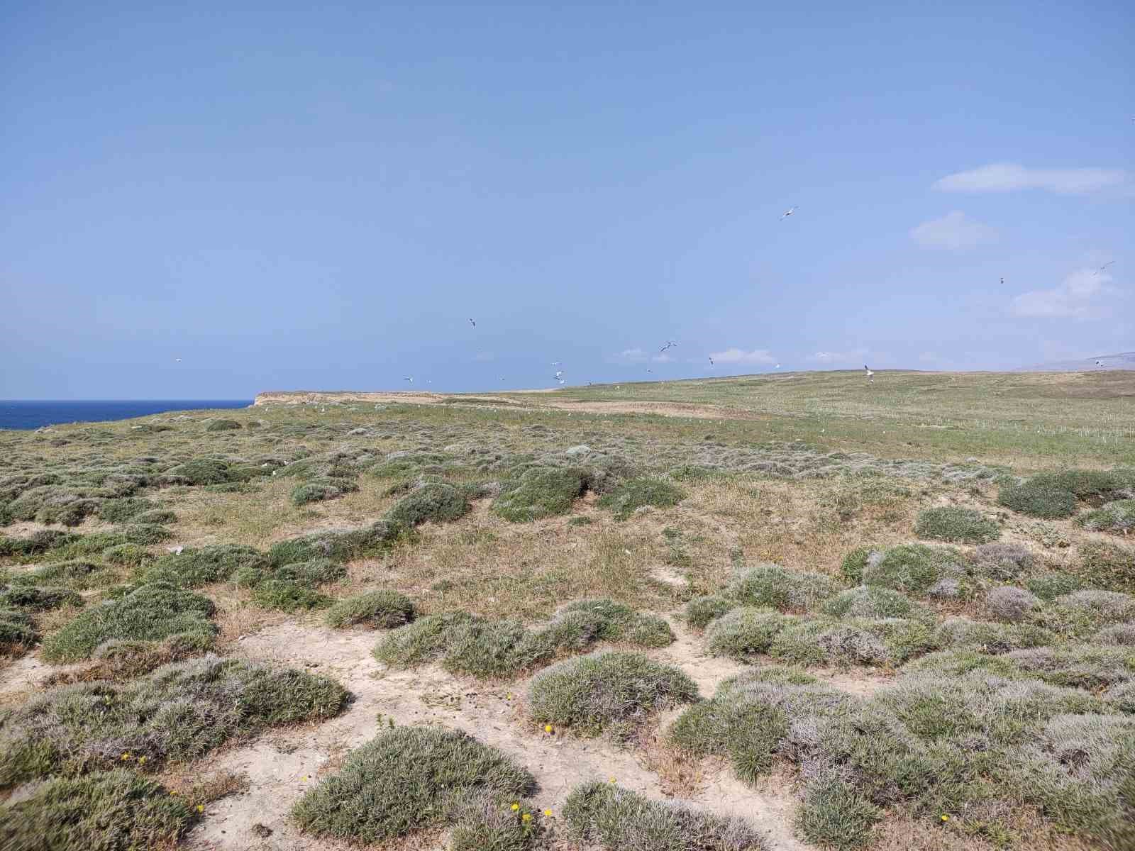 Türkiye’nin en büyük adası Gökçeada’da en büyük ada martısı kolonisi