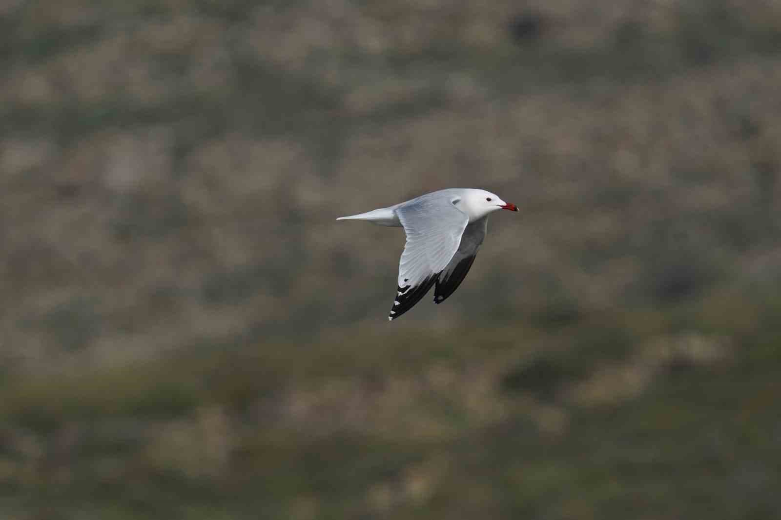 Türkiye’nin en büyük adası Gökçeada’da en büyük ada martısı kolonisi