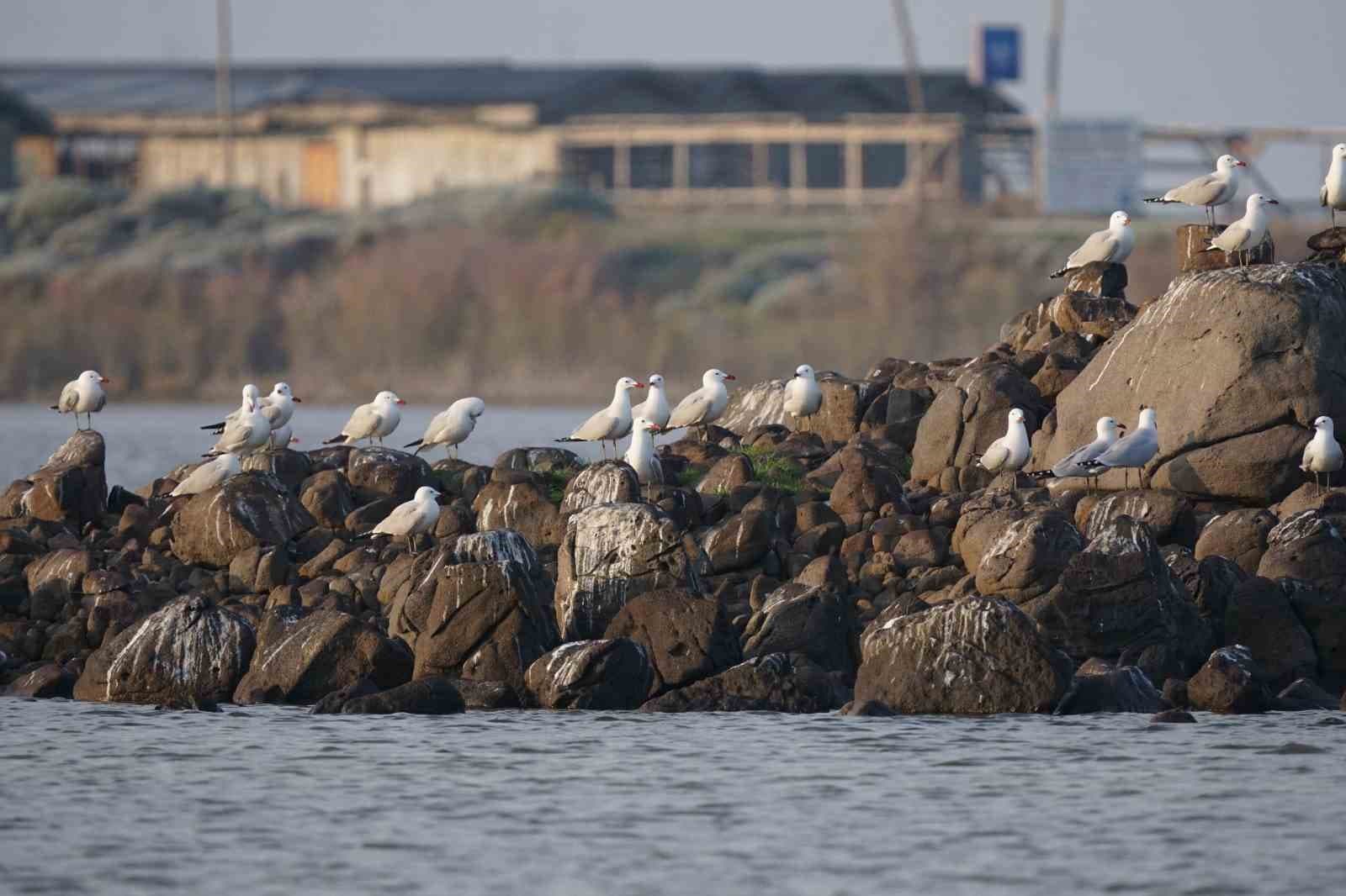 Türkiye’nin en büyük adası Gökçeada’da en büyük ada martısı kolonisi