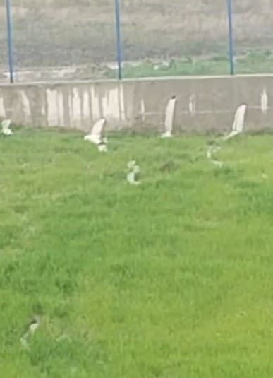 Akü fabrikasından aktığı iddia edilen su, çiftçinin tarlalarını kullanılmaz hale getirdi