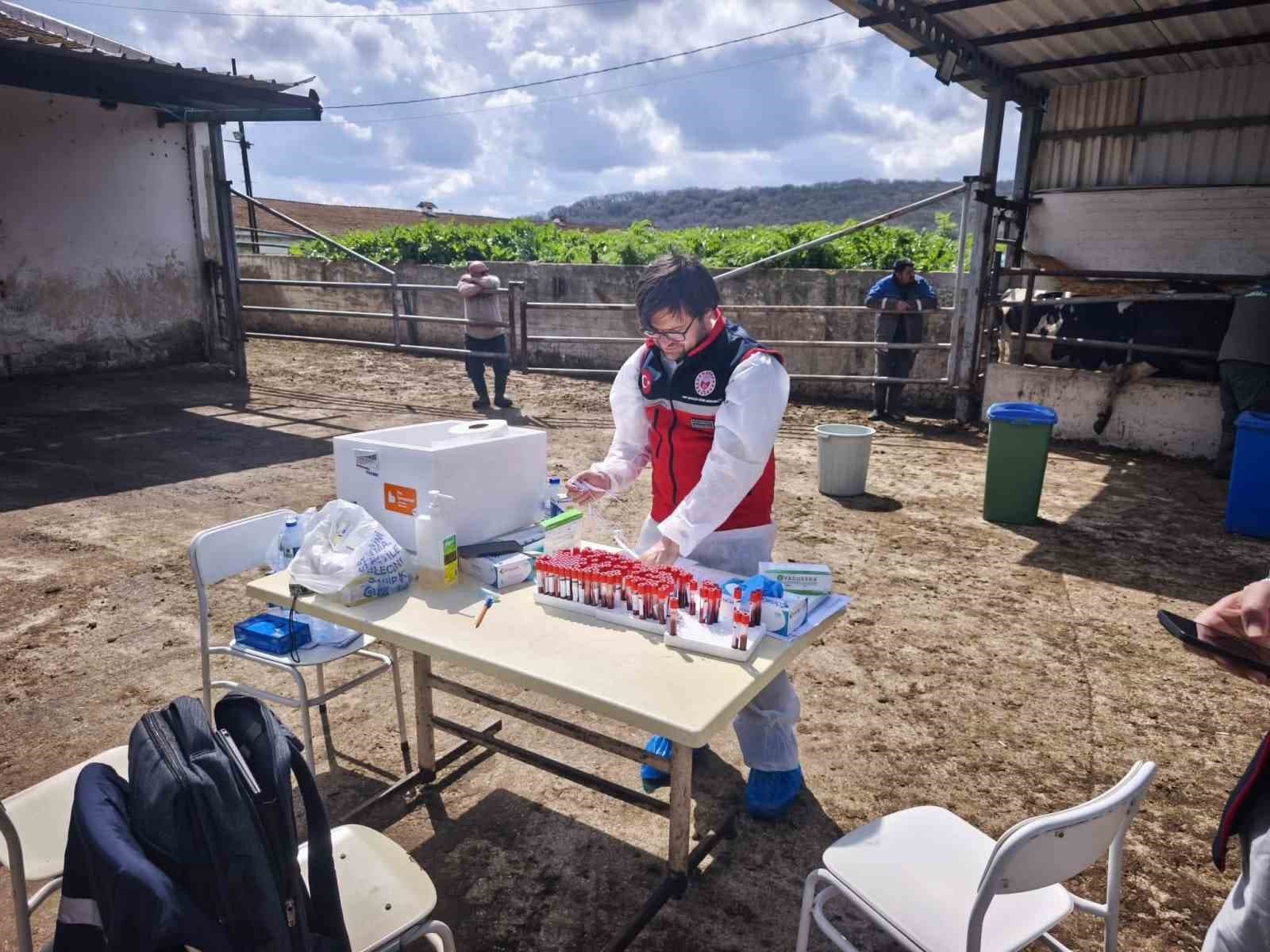 Tekirdağ’da ithal damızlık hayvanlar için sıkı sağlık denetimi