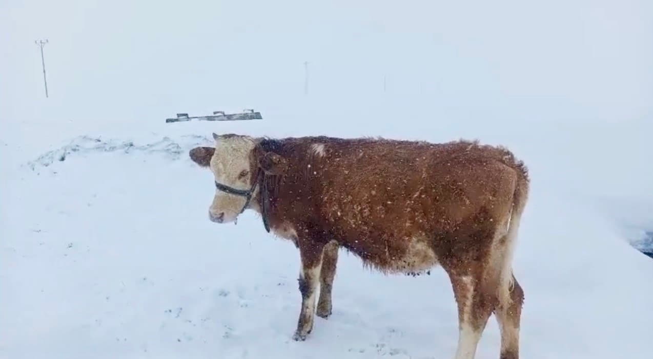 Ağrı’da Nisan ayında etkili olan kar kalınlığı insan boyunu aştı