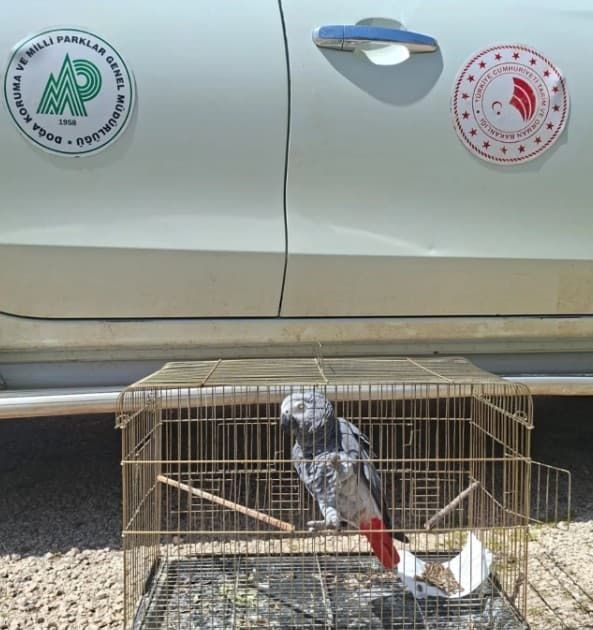 Antalya’da belgesiz papağan bulunduran işletme sahibine 15 bin TL ceza