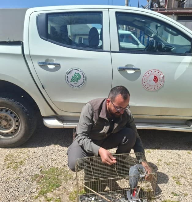 Antalya’da belgesiz papağan bulunduran işletme sahibine 15 bin TL ceza