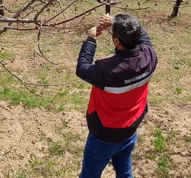 Şaphane’de zirai don alarmı sonrası rahatlatan sonuç