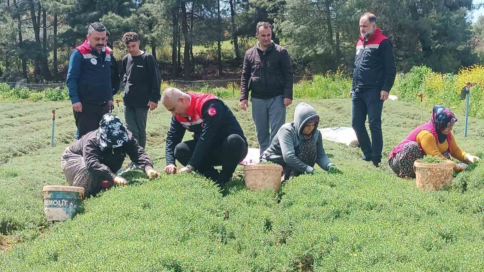 Altınözü’nde zahter hasadı başladı