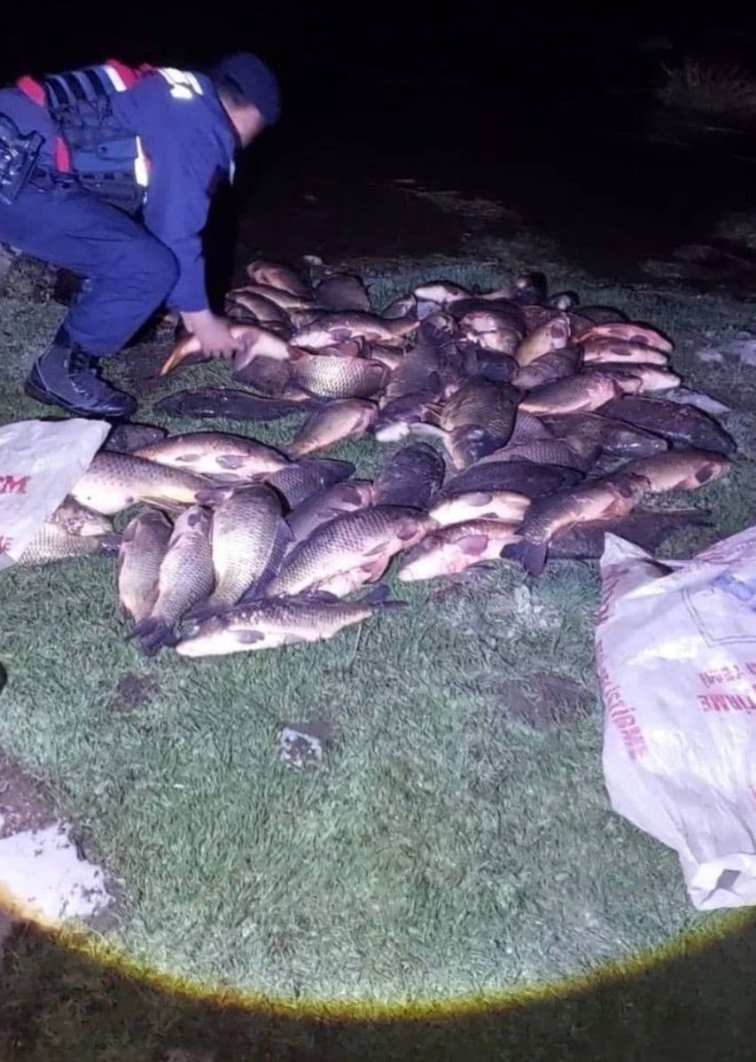 Bolu’da 350 kilo sazan kurtarıldı