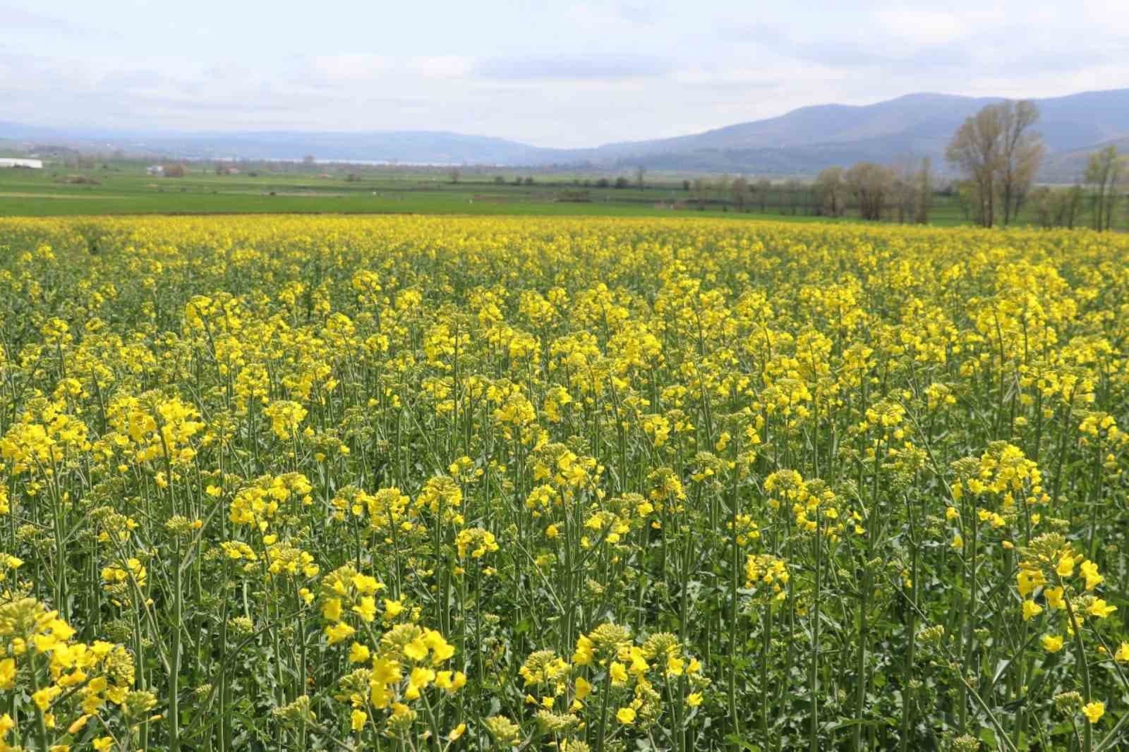 Ayçiçeği ve kuru fasulye tohumları çiftçilere teslim edildi