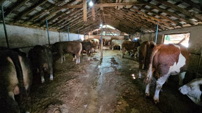 Kurban Bayramı öncesi atıklarını dereye akıtan çiftliğe ceza