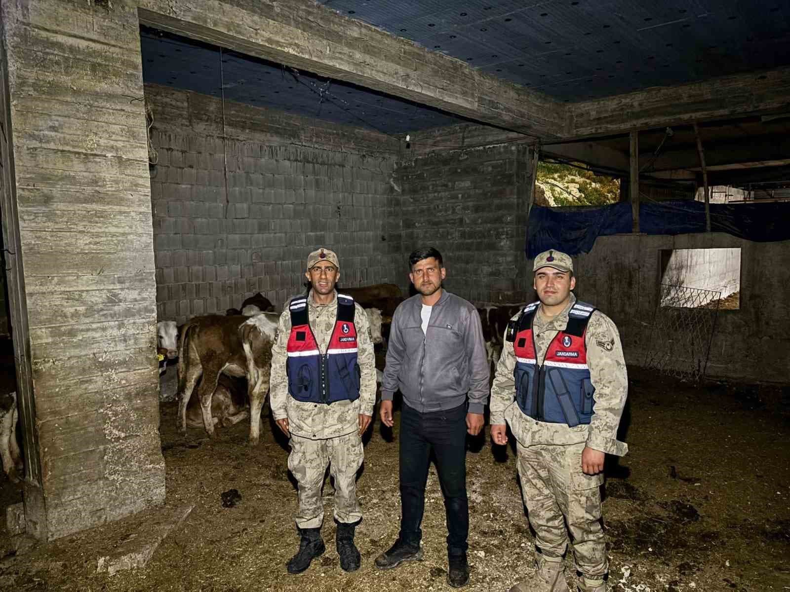Kilis’te kaybolan 13 büyükbaş hayvan jandarma tarafından bulundu