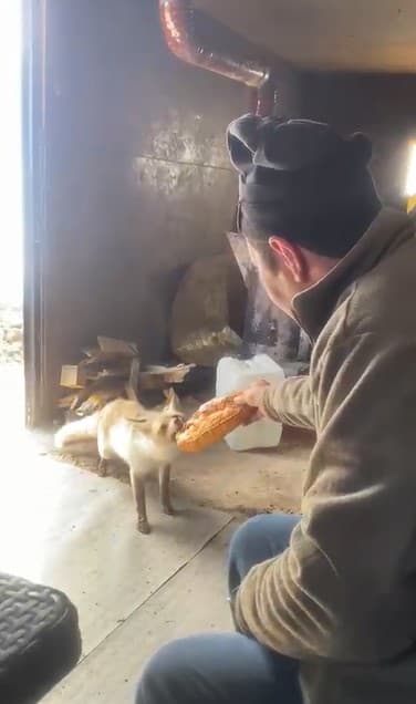 Ahlat’ta tilki ile işçilerin dostluğu gülümsetiyor