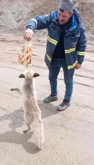 Ahlat’ta tilki ile işçilerin dostluğu gülümsetiyor