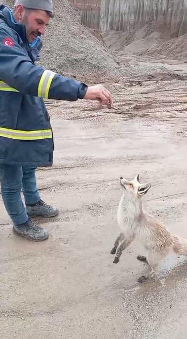 Ahlat’ta tilki ile işçilerin dostluğu gülümsetiyor