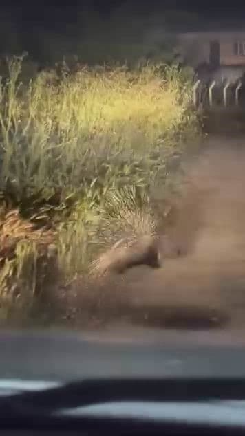 Diyarbakır’da nesli tükenme tehlikesi altında bulunan oklu kirpi görüntülendi