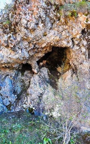 Anne ayı ve yavruları inlerinde dron kamerasıyla görüntülendi