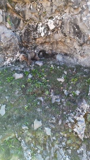 Anne ayı ve yavruları inlerinde dron kamerasıyla görüntülendi