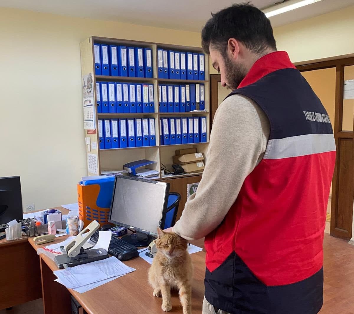 Emet’te sahipli kedi ve köpeklere mikroçip uygulaması, kimliklendirme ve pasaport tahsisi işlemleri