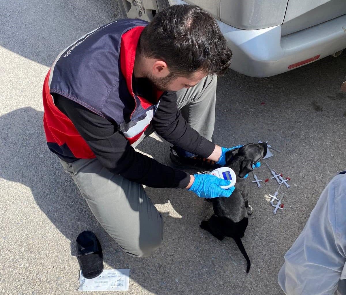 Emet’te sahipli kedi ve köpeklere mikroçip uygulaması, kimliklendirme ve pasaport tahsisi işlemleri