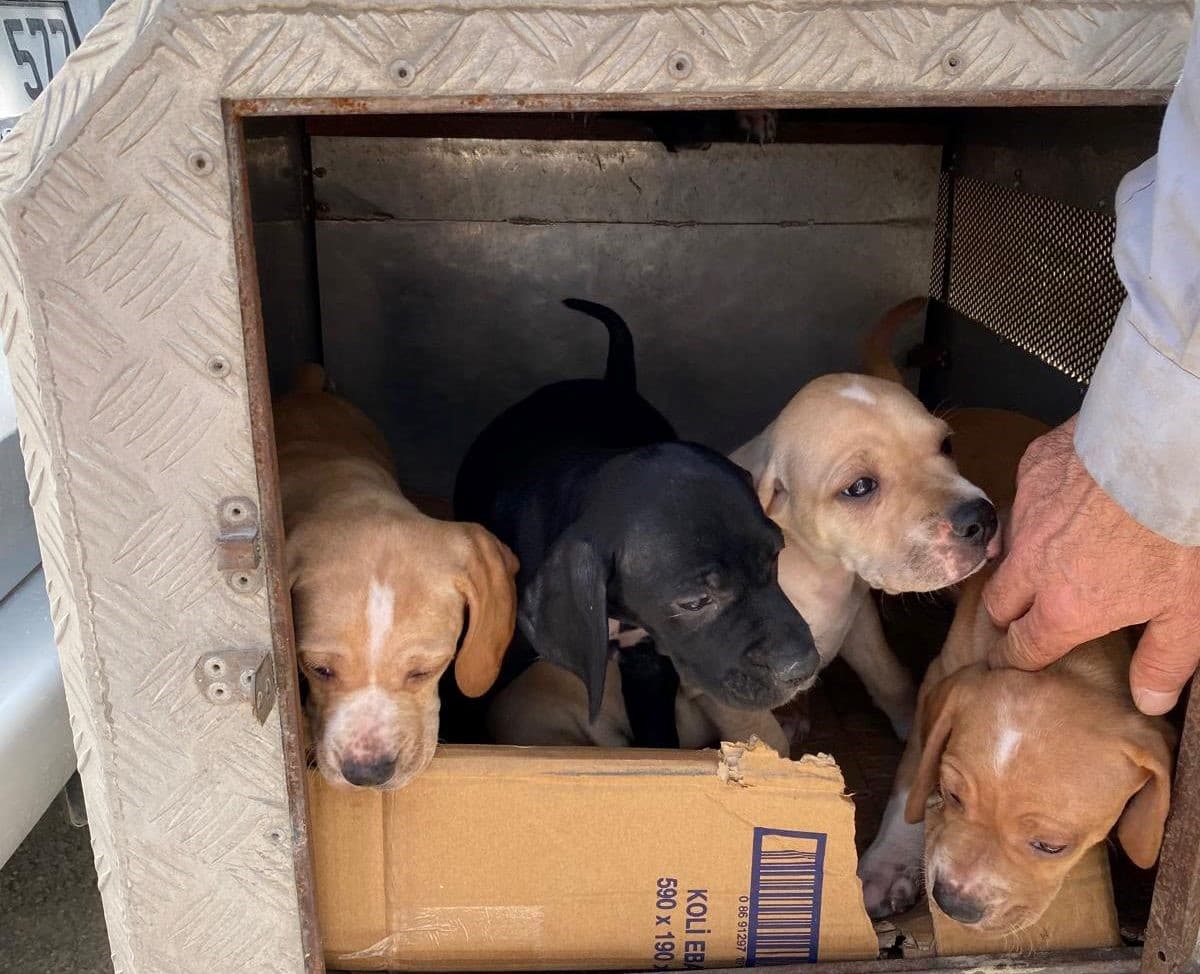 Emet’te sahipli kedi ve köpeklere mikroçip uygulaması, kimliklendirme ve pasaport tahsisi işlemleri