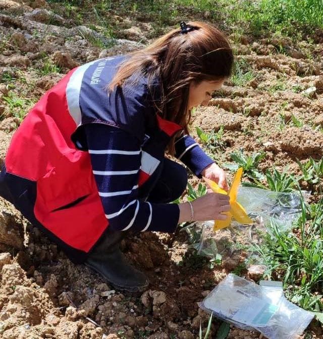 Şaphane’de Akdeniz Meyve Sineği ile Kiraz Sineğiyle mücadele çalışmaları