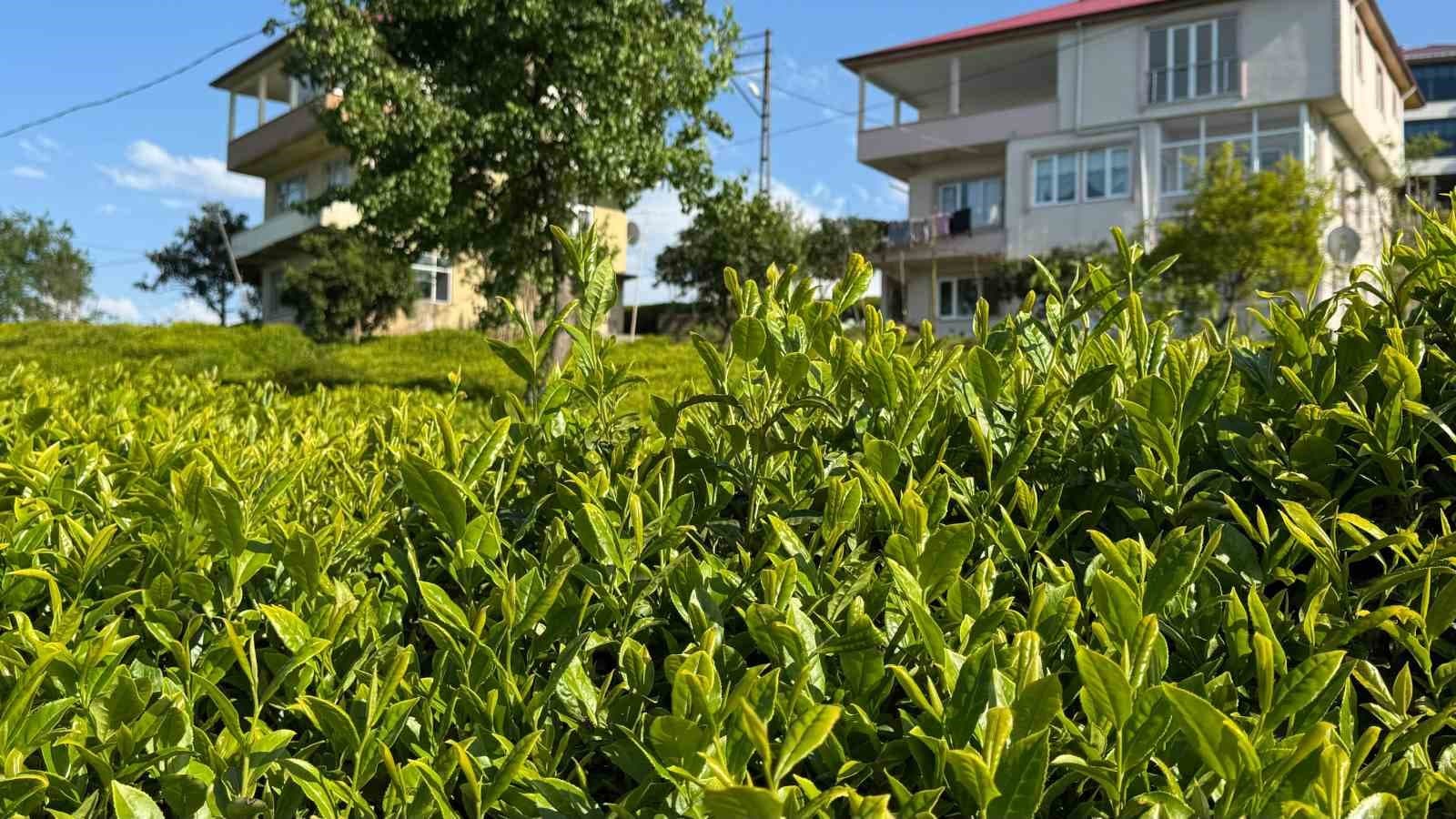 2026 yılı yaş çay taban fiyatı 35 TL oldu