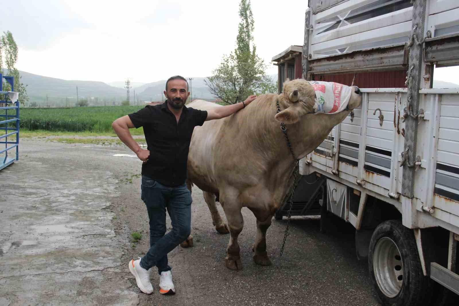 1,2 tonluk kurbanlık 650 bin liraya alıcısını bekliyor
