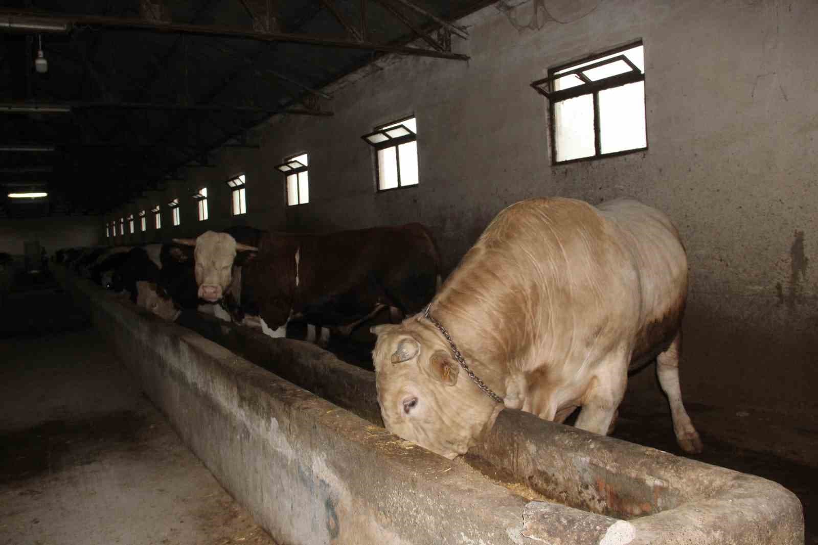 1,2 tonluk kurbanlık 650 bin liraya alıcısını bekliyor
