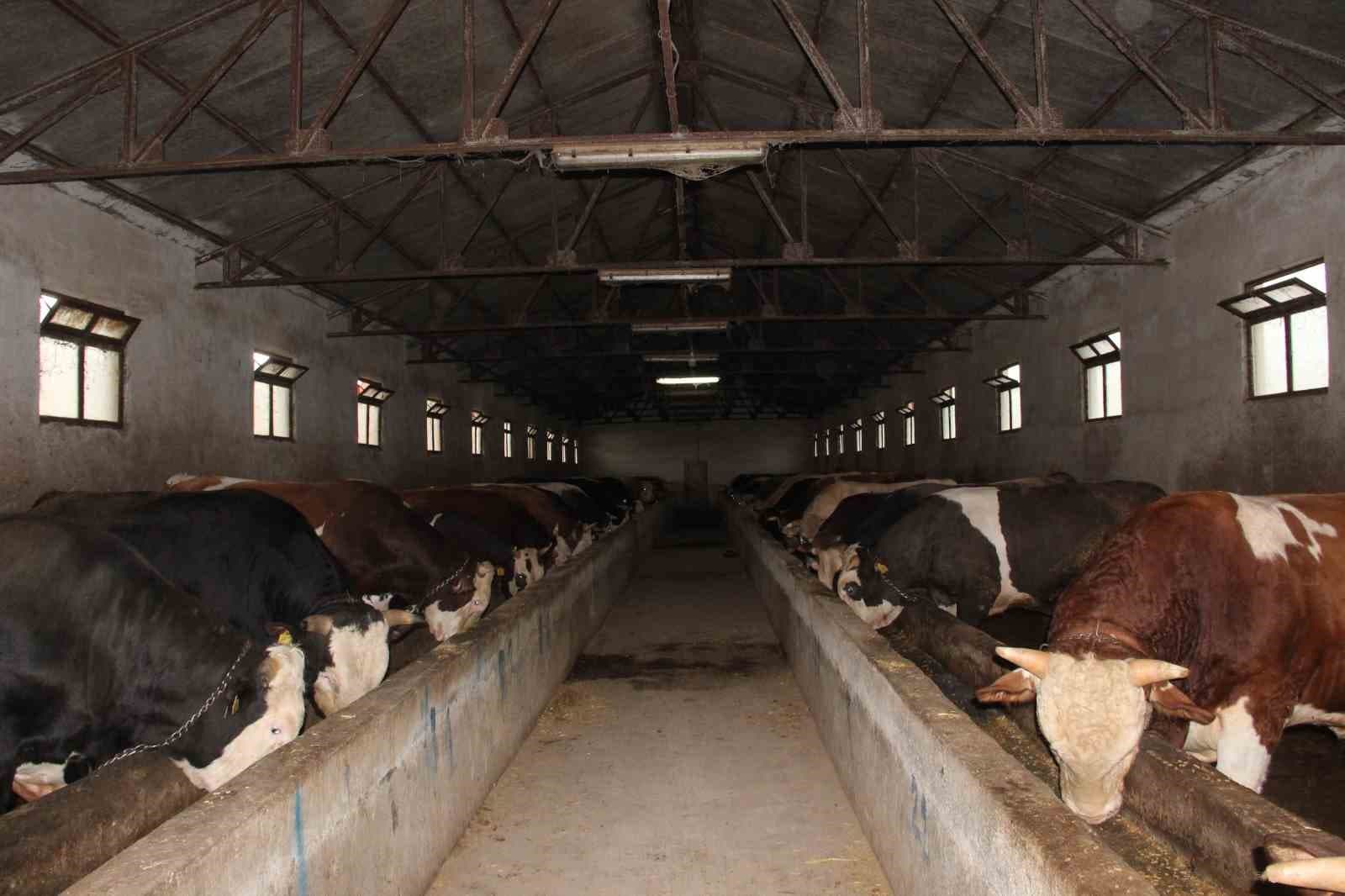 1,2 tonluk kurbanlık 650 bin liraya alıcısını bekliyor